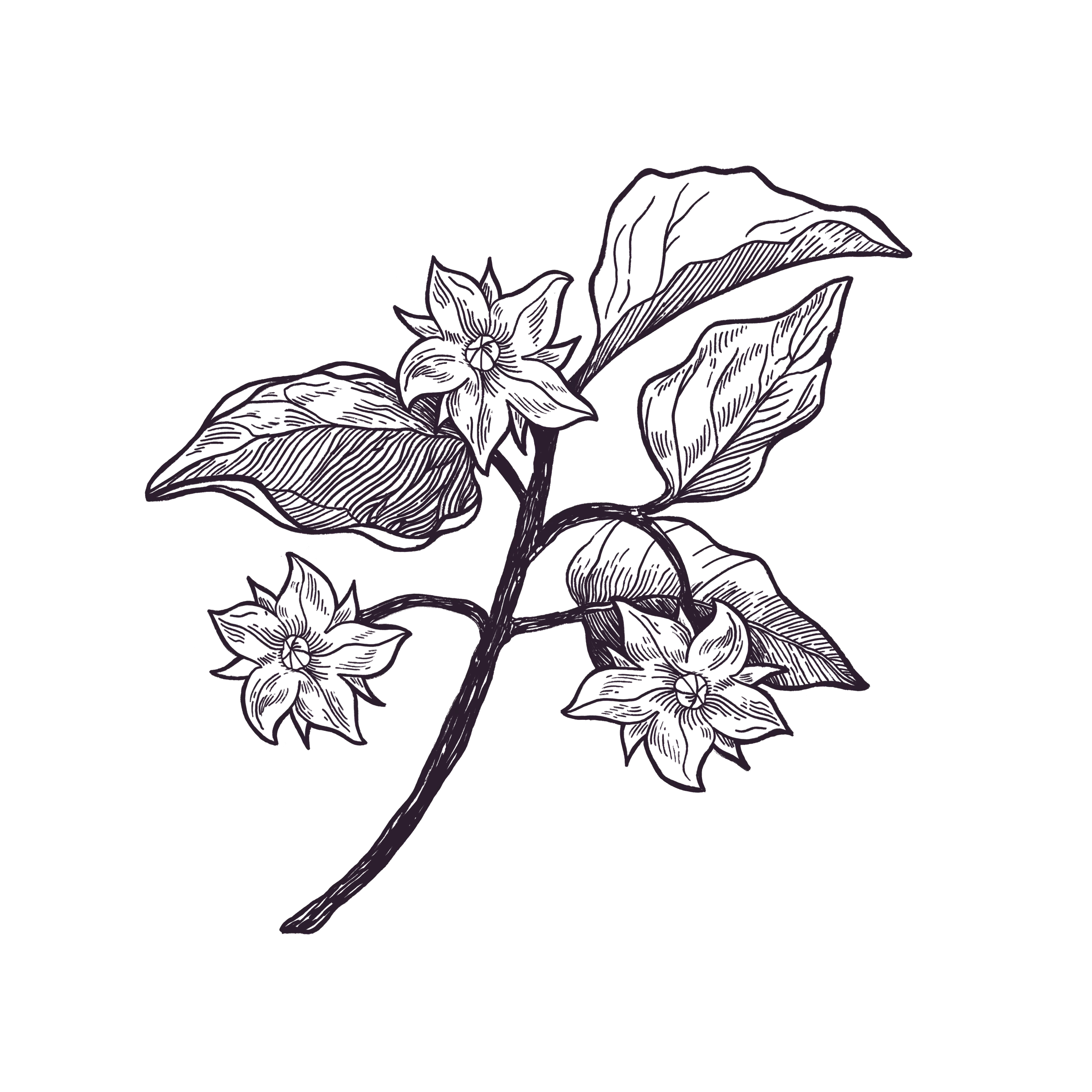 Aubergine botanical ornament